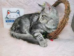 -十年猫舍·猫咪专门店(普陀店)