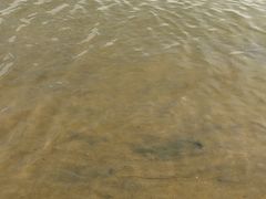 -碧海金沙