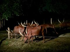 -清迈夜间动物园