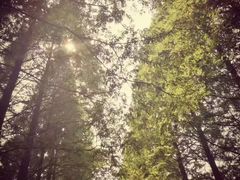 -黄海国家森林公园