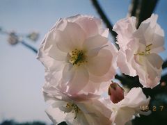 -观澜山水田园