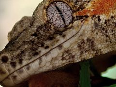 -帕帕拉兹宠物(亚洲旗舰店)