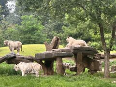 -北京野生动物园