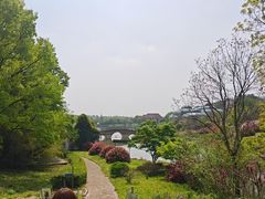 -大塘金香草谷