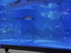 -烟台海昌鲸鲨海洋公园