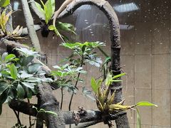 -帕帕拉兹宠物(亚洲旗舰店)