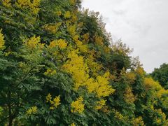 -莲花山公园