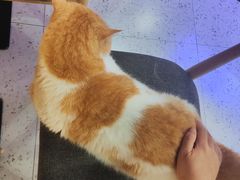 -喵园·猫主题咖啡厅·撸猫·猫咖(国贸店)