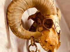 -煲来饱去冷水鱼