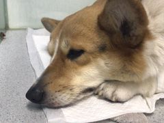 -达爱动物医院·犬猫分区·CT·复杂眼科(远洋山水分院)