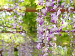 -嘉定紫藤园
