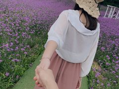 -大塘金香草谷
