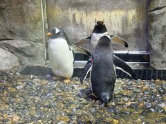 -迪拜水族馆及水下动物园