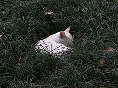 -西园寺