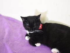 -鼓捣猫呢主题猫咖店