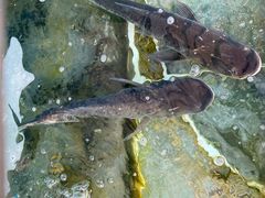 -红日饭店(裕隆三路店)