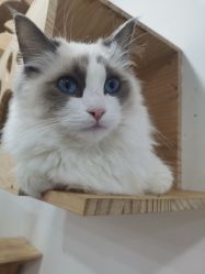 -Moni星球萌宠·小马宝莉·灵蛇·高端高阶全萌宠互动体验俱乐部(红豆国际广场店)