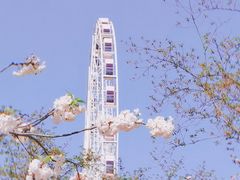 -顾村公园