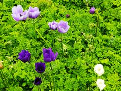 -上海鲜花港