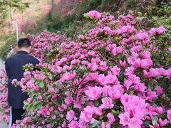 -木兰云雾山