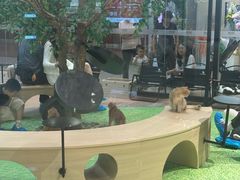 -爪爪喵星球·猫舍(卓悦中心店)