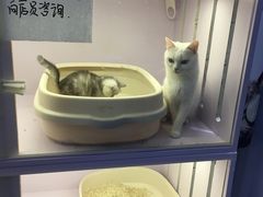 -喵的天空名猫咖啡馆·撸猫·猫舍·用品