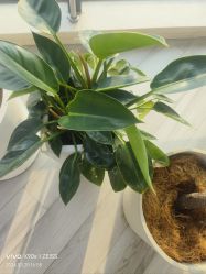-HEYAN荷妍专业脱毛连锁机构