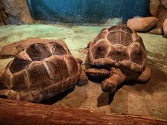 -泉州海丝野生动物世界