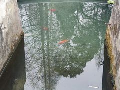 -习家池