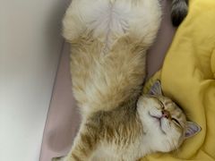 -宠福鑫康馨动物医院·骨科·眼科