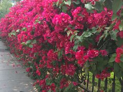 -四川大学(华西校区)