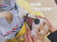 -逗柴咖啡屋·狗咖猫咖宠物桌游
