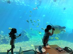 -海棠湾洲际-涛·海底餐厅·美人鱼·自助餐·海底隧道