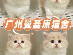 -lincat·猫舍(广州店)