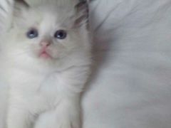iphone_upload_pic-Bastet sally猫舍购宠(静安店)