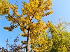 -大兴滨河森林公园