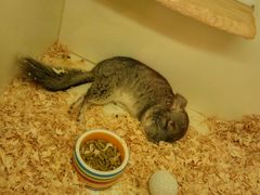 -龙猫仔乐园(惠福东路店)