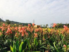 美人蕉-那考河湿地公园