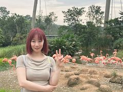 -新加坡飞禽公园