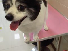 -北京观赏动物医院·24小时大型综合·猫专科·异宠专科