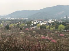 -香雪海