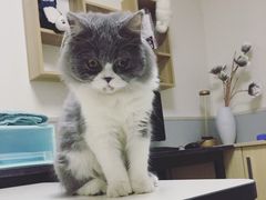 -谐和益家动物医院·免疫绝育·血液透析·宠保定点医院(高新伊藤分院)