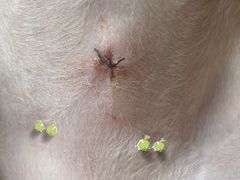 -瑞派名望24h动物医院异宠专科·猫专科·骨科·重症监护分院
