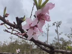 -南汇桃花村