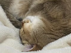 -嘉馨宠物医院·CT影像转诊·心脏科·犬猫全科诊疗中心(下沙大学城院区)