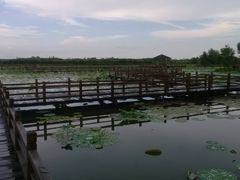 -大湾区中央湿地公园