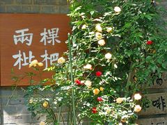 -两棵枇杷树