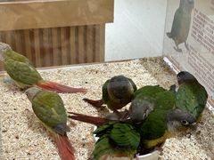 -帕帕拉兹宠物(亚洲旗舰店)