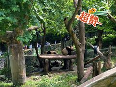 -都江堰中华大熊猫苑