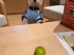 -翊宠yipet猫狗购宠庄园犬舍•猫舍